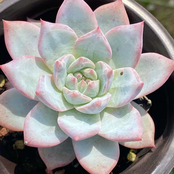 ブルーバード 大きめ苗 韓国苗 多肉植物 ブルーバード エケベリア 超美苗 大苗 大株 多肉植物 韓国苗 観葉植物