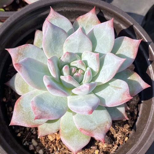 ♡韓国苗♡多肉植物♡美苗♡オンスロー♡カット苗