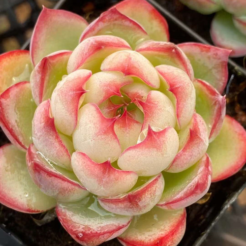 多肉植物　エケベリアsp  韓国苗 根付き小株8個セット エケベリア 韓国苗 多肉植物 お買い得 寄せ植え