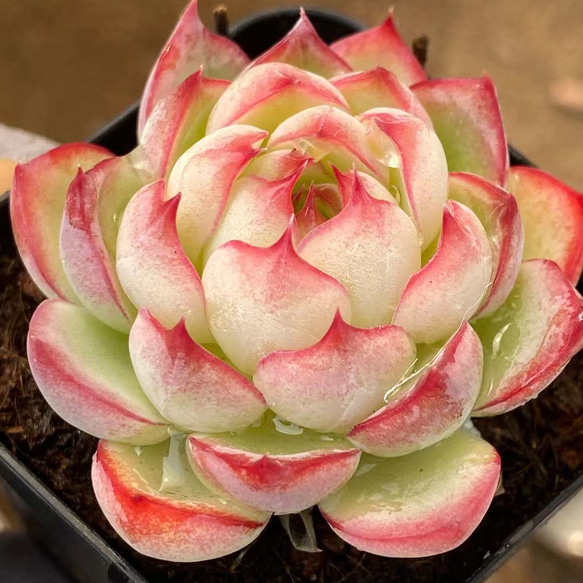 Fairy エケベリア ベンケイソウ 超美苗 大苗 大株 多肉植物 韓国苗