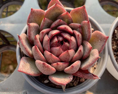 超美苗ケラリアン 超美苗ケラリアン レア種・新品種 | PUKUBOOK SUCCULENTS