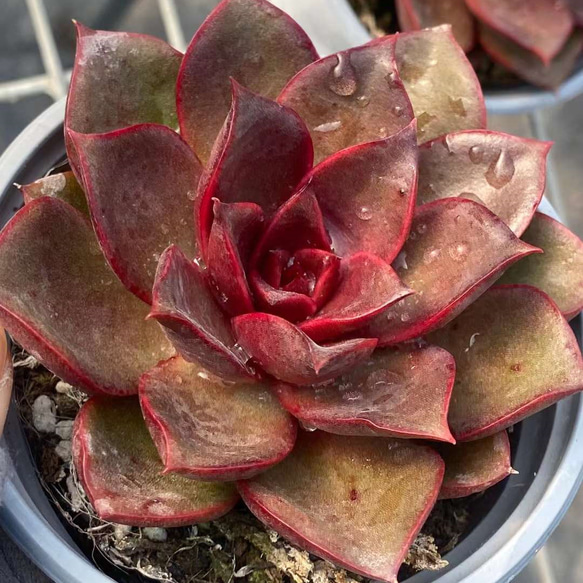 多肉植物 レッドプリンス錦 ① 多肉植物 レッドプリンス錦 ①