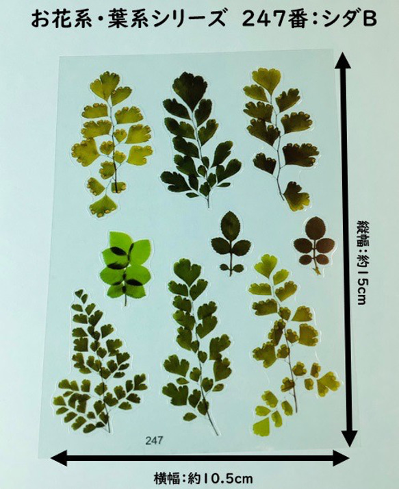 イラストシート　デザインシート　お花系・葉系シリーズ　素材　 18枚目の画像