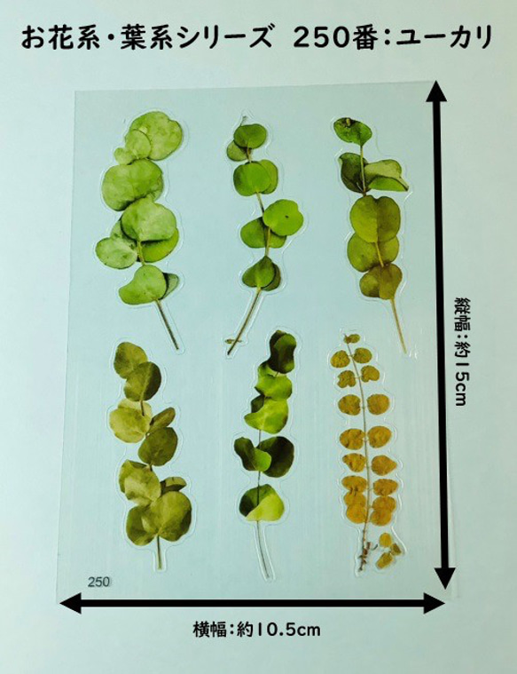 イラストシート　デザインシート　お花系・葉系シリーズ　素材　 20枚目の画像