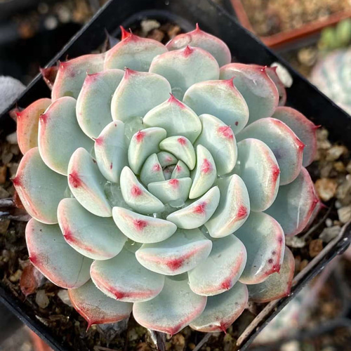 ブルーミニマ 多肉植物 カット苗 寄植え （今日の多肉植物 