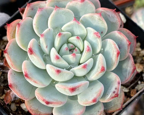 多肉植物 韓国苗メビナ錦女雛錦 - メルカリ