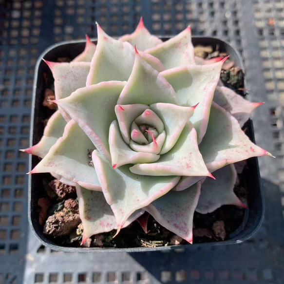 訳あり特価品◎バンプマディバ(小苗)◎多肉植物 カット苗 韓国苗 エケベリア等 bump madiba (大苗)◎韓国苗 多肉植物 カット苗 エケベリア 【公式通販】