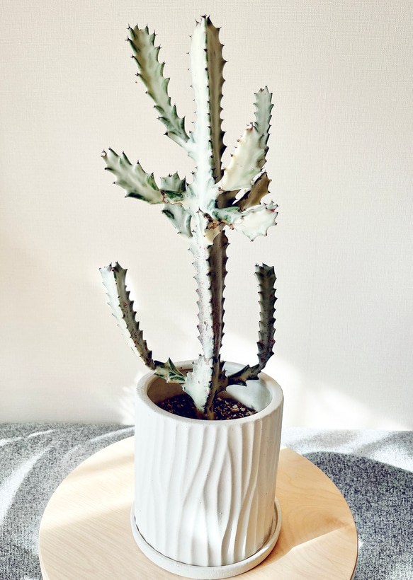 受皿付き陶器鉢！【ユーフォルビア】ホワイトゴースト 【公式通販】