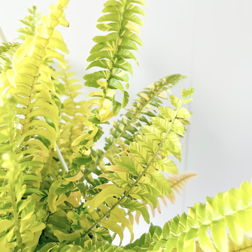 254 希少 ネフロレピス ハッピーマーブル その他インテリア雑貨 calm