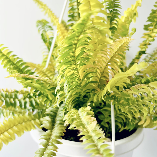 254 希少 ネフロレピス ハッピーマーブル その他インテリア雑貨 calm