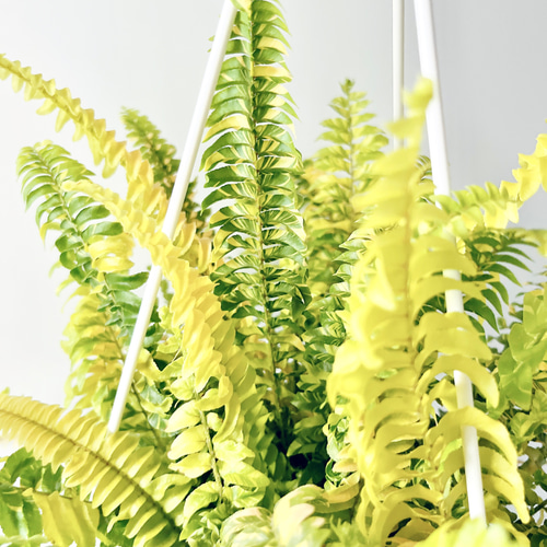 【一点限定】ネフロレピス タイガー ハッピーマーブル ハンギング 希少 観葉植物 ネフロレピス【タイガー】 珍しいシダ 観葉植物 吊り鉢5号 マーブル