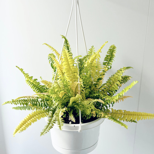 254 希少 ネフロレピス ハッピーマーブル その他インテリア雑貨 calm