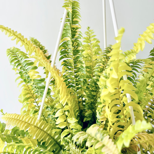 254 希少 ネフロレピス ハッピーマーブル その他インテリア雑貨 calm