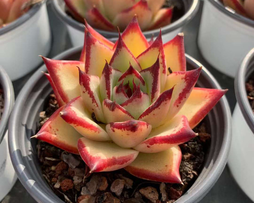 多肉植物　エボニー　韓国苗 ホワイトエボニー エケベリア カット苗 | 多肉植物カット苗の通販