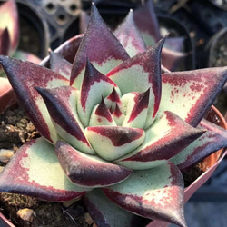 多肉植物アガベ チタノタ 狼人  極上大株 子株付 多肉植物アガベ チタノタ 狼人 極上大株 子株付 【公式通販】