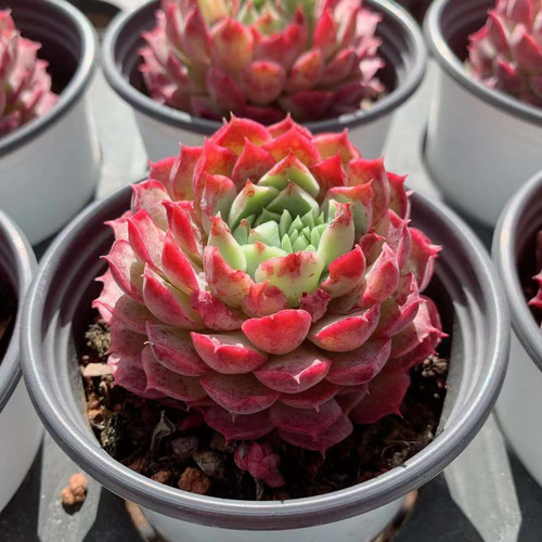 多肉植物 赤い子♡ラスト！ 518🌹💐ラストコンサート｜🍀GreenSnap（グリーンスナップ）