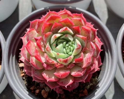 7fcdcf74187b7ee16bc1fda4959e7a