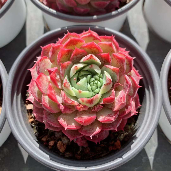 レッドホール エケベリア 超美苗 大苗 大株 多肉植物 韓国苗 観葉植物