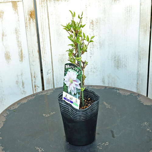 花苗 クレマチス 3.5号ポット つる性 パテンス系 ジャックマニー