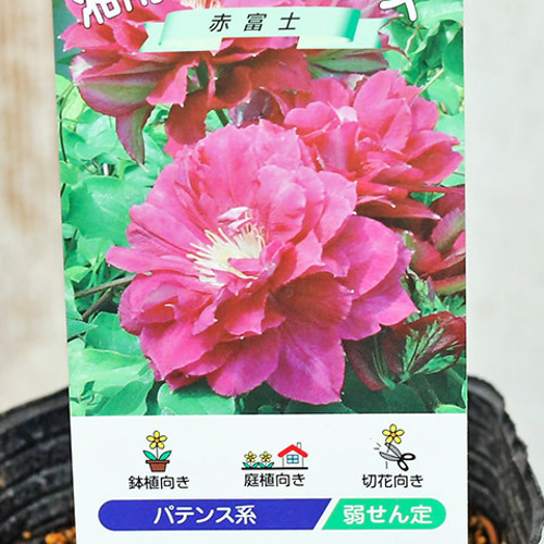 花苗 クレマチス 3.5号ポット つる性 パテンス系 ジャックマニー