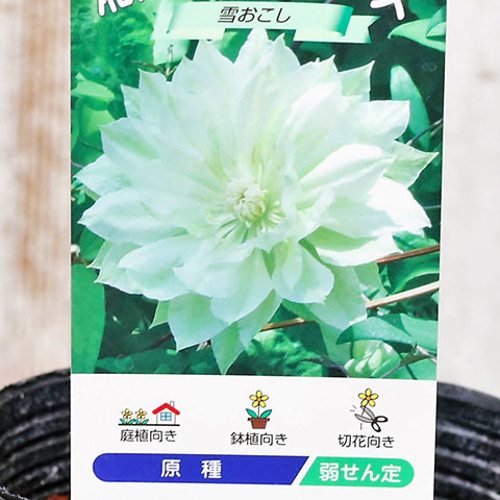 花苗 クレマチス 3.5号ポット つる性 パテンス系 ジャックマニー系