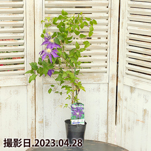 Nico⭐︎様ご売約クレマチス　パゴダ♥️5号行燈鉢植え　アニソニア 楽天市場】クレマチス 'スイセイ2号' 系統：パテンス八重系 4.5