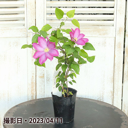 クレマチス　苗　⑤ 花苗 クレマチス 3.5号ポット つる性 パテンス系 ジャックマニー