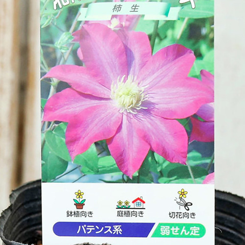 花苗 クレマチス 3.5号ポット つる性 パテンス系 ジャックマニー