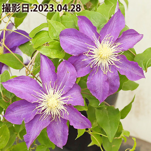 花苗 クレマチス 3.5号ポット つる性 パテンス系 ジャックマニー