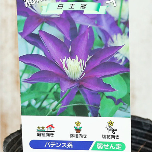 クレマチス　苗　⑤ 花苗 クレマチス 3.5号ポット つる性 パテンス系 ジャックマニー