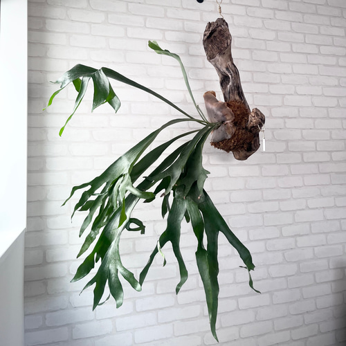 ビカクシダ コウモリラン 流木付け 観葉植物 ハンギンググリーン