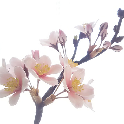 クレイフラワー　桜草 ☆クレイフラワー作品（春の訪れ・桜草ー2）☆ | iichi 日々の