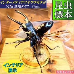 苔丸インテリアの販売中作品一覧 | ハンドメイド通販・販売のCreema