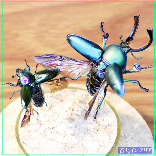 昆虫標本 （昆虫標本 カメレオンバッタ オオムラサキ オオカマキリ）