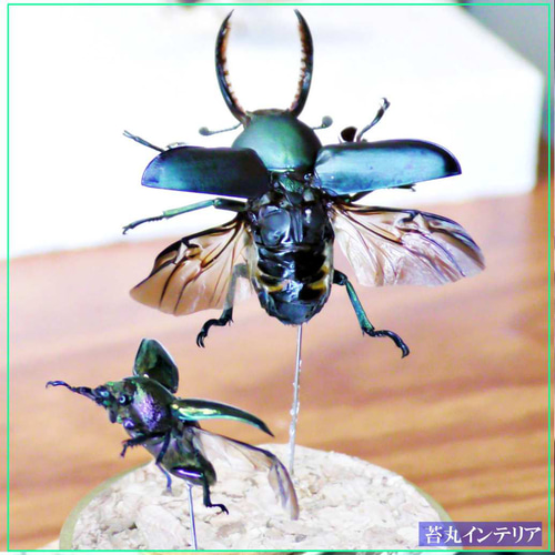 昆虫標本】完品パプアキンイロクワガタ♂ ♀セット飛翔