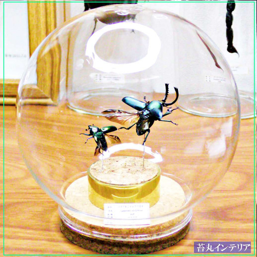昆虫標本】完品パプアキンイロクワガタ♂ ♀セット飛翔
