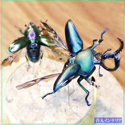 昆虫 標本リング obenthueri パプアキンイロクワガタ