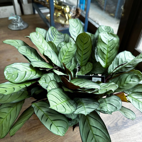 少しレア 観葉植物 クテナンテ アマグリス トモクリシ