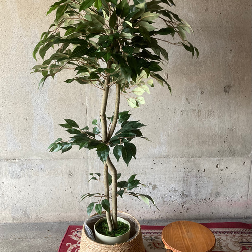 光触媒　人工観葉植物　ウォールグリーン　フェイクグリーン　ベンジャミン 光触媒 人工観葉植物 ウォールグリーン フェイクグリーン ベンジャミン