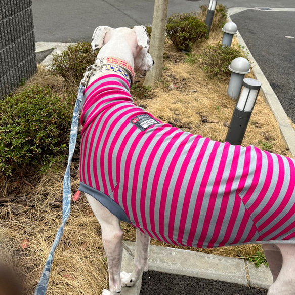 送料無料 ウィペットサイズ 濃ピンク×グレーボーダー ハイネック 犬服