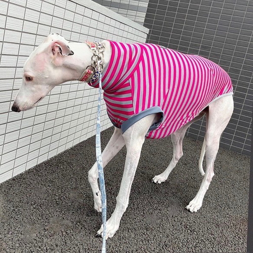送料無料 ウィペットサイズ 濃ピンク×グレーボーダー ハイネック 犬服
