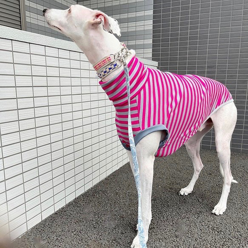 ASニットフード付き犬服 グレー/ピンク　2号 送料無料 ウィペットサイズ 濃ピンク×グレーボーダー ハイネック 犬服