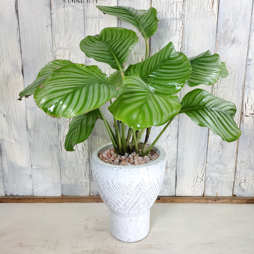 カラテカ オルビフォリア 観葉植物 その他インテリア雑貨 陽華園 通販 