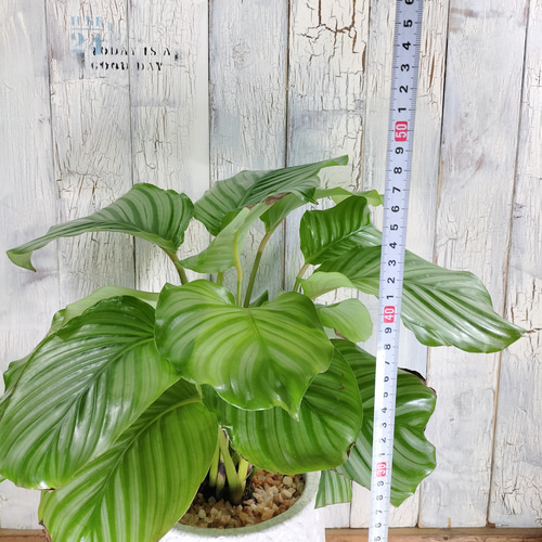 カラテカ オルビフォリア 観葉植物 その他インテリア雑貨 陽華園 通販 