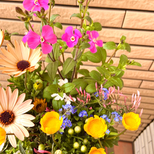 カスミソウとハゴロモジャスミンの色とりどりの寄せ植え♪ アート