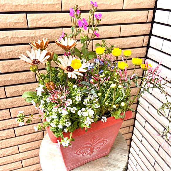 黄房水仙（きぶさすいせん）と踊るジャスミンの寄せ植え カスミソウとハゴロモジャスミンの色とりどりの寄せ植え♪ アート