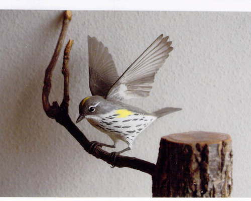 ムシクイ バードカービング 彫刻 KS 通販 15615501｜Creema(クリーマ)