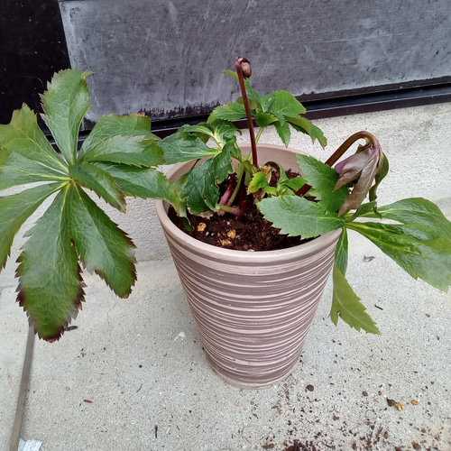 クリスマスローズ苗 （クリスマスローズ苗 多肉植物 にゃんこ姫