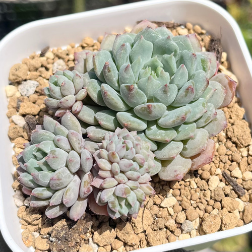 SOLD クリッシーNライアン① 厳選韓国苗 名前付き 多肉植物 〜Green 