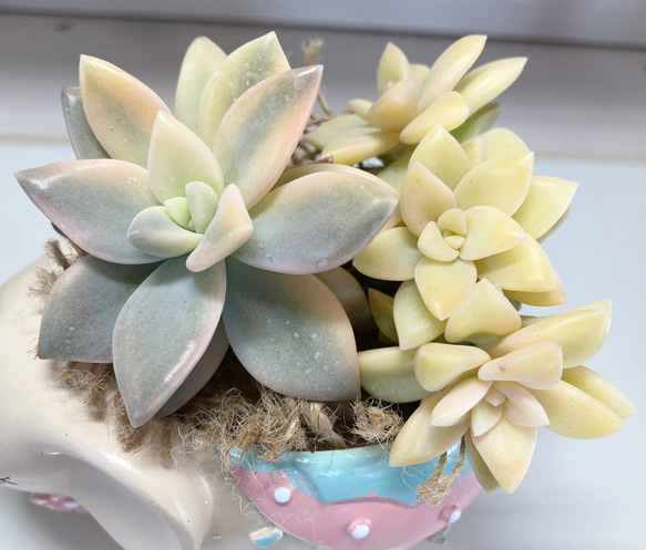 多肉植物【サービス品】淡雪錦 【公式通販】